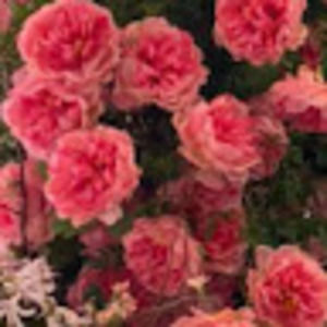 Meet your Posher, Raizy